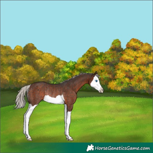 Horse Color:Silver Brown Splash Rabicano 