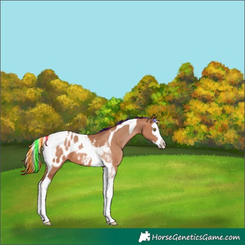 Horse Color:Painted Bay Pearl Splash Tobiano Appaloosa