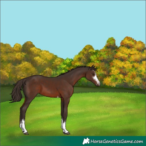 Horse Color:Liver Chestnut 
