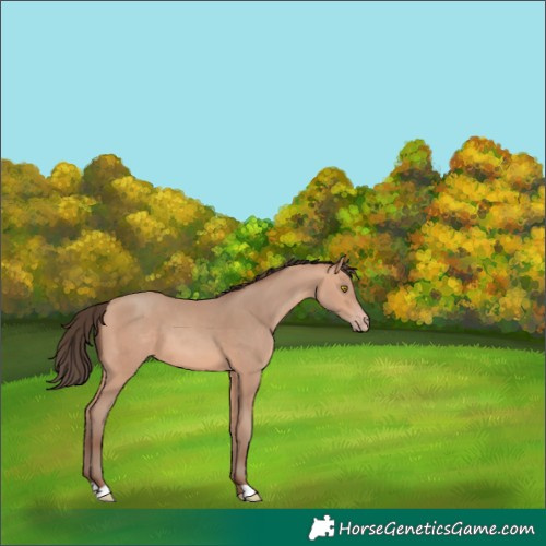 Horse Color:Amber Champagne 