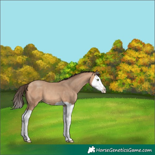 Horse Color:Amber Champagne Splash 