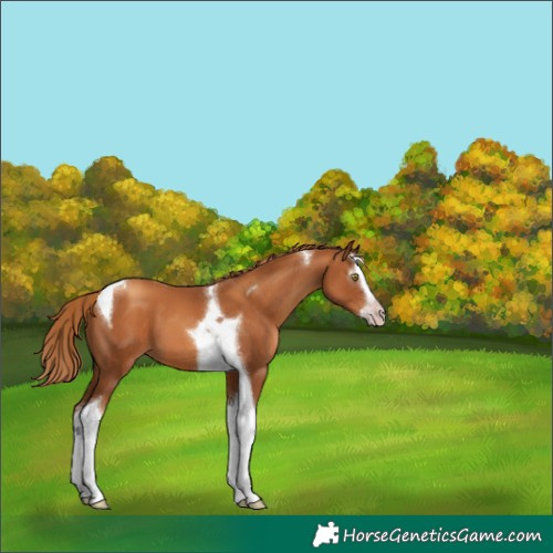 Horse Color:Gray Gold Champagne Splash Tobiano 