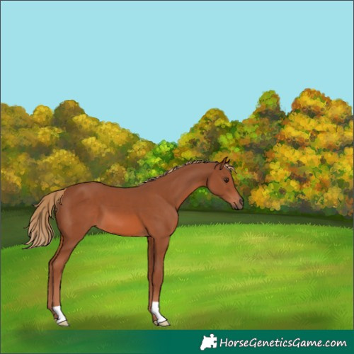 Horse Color:Chestnut 