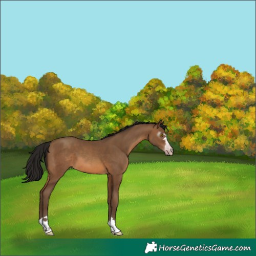 Horse Color:Gray Amber Champagne 