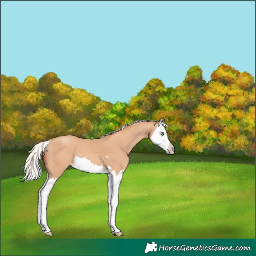 Horse Color:Silver Amber Champagne Splash 