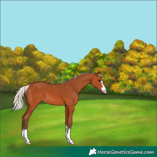 Horse Color:Silver Bay 