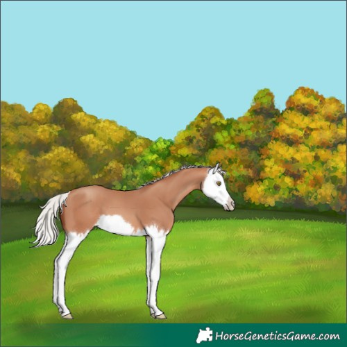 Horse Color:Silver Sable Champagne Splash 