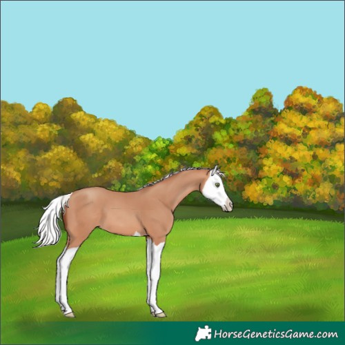 Horse Color:Silver Amber Champagne Splash 