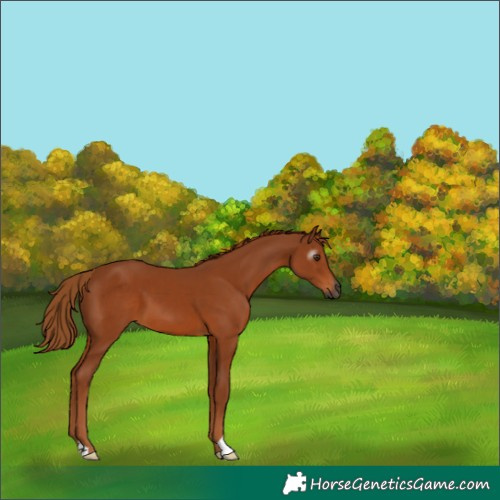Horse Color:Gray Chestnut 