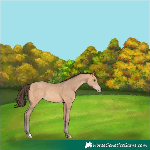 Horse Color:Amber Champagne 