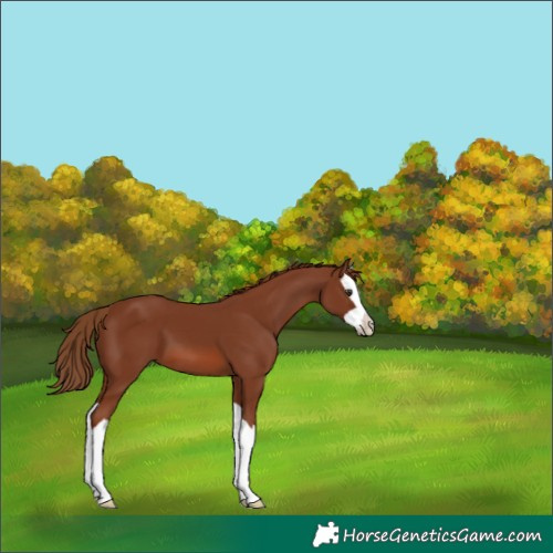 Horse Color:Chestnut Splash 