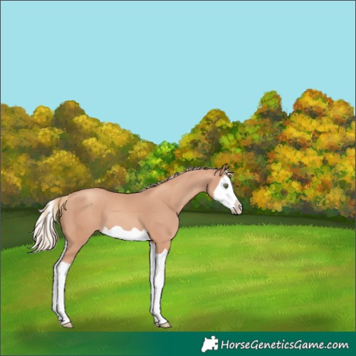 Horse Color:Gold Champagne Splash 