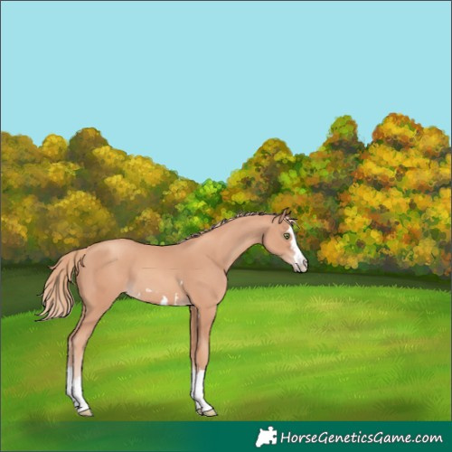 Horse Color:Gold Champagne 