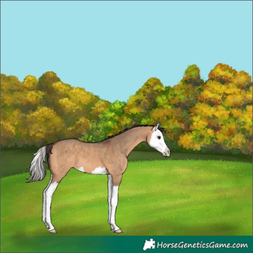 Horse Color:Bay Dun Splash 
