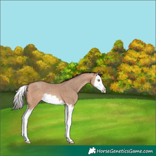 Horse Color:Amber Champagne Splash 