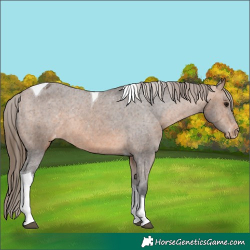 Horse Color:Bay Tobiano Appaloosa Rabicano
