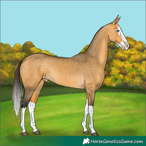 Horse Color:Buckskin Dun Splash 