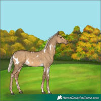 Horse Color:White Spotted Chocolate Palomino Dun 