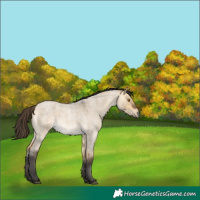Horse Color:Unknown 