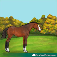 Horse Color:Unknown 