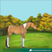 Horse Color:Unknown 