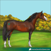 Horse Color:Bay 
