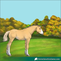 Horse Color:Unknown 