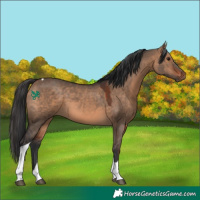 Horse Color:Brown Dun Tobiano 