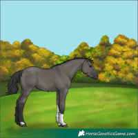 Horse Color:Unknown 