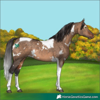 Horse Color:White Spotted Bay Dun Tobiano Rabicano 