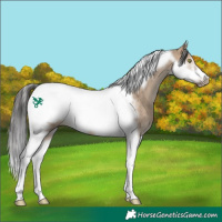 Horse Color:Bay Dun Tobiano Frame Rabicano 