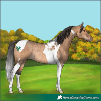 Horse Color:Bay Dun Tobiano Rabicano 