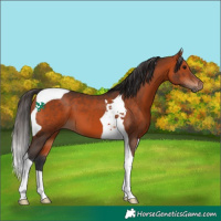Horse Color:Bay Tobiano 