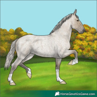 Horse Color:Silver Smoky Grullo Roan 