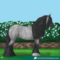 Horse Color:Blue Roan 