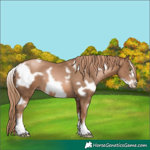 Horse Color:White Spotted Liver Chestnut Pearl Frame