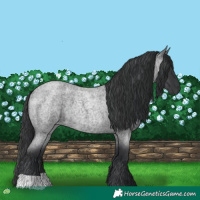 Horse Color:Blue Roan 