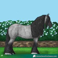 Horse Color:Blue Roan 