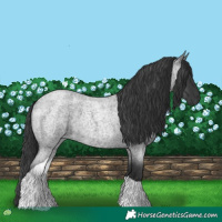 Horse Color:Blue Roan Tobiano 