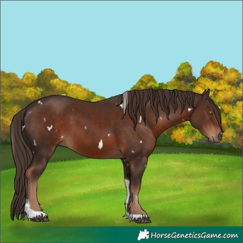 Horse Color:White Spotted Liver Chestnut Tobiano