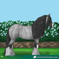 Horse Color:White Spotted Blue Roan 