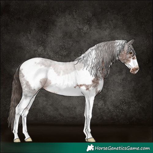 Horse Color:White Spotted Liver Chestnut Tobiano Frame
