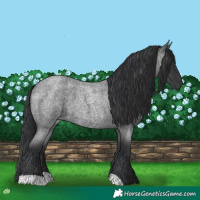 Horse Color:Blue Roan 