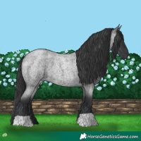 Horse Color:Blue Roan 