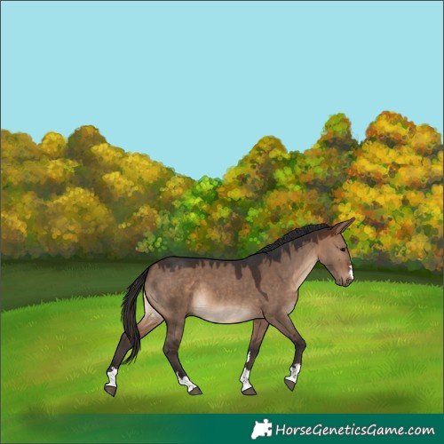 Horse Color:Brown Dun 