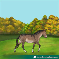 Horse Color:Brown Dun 