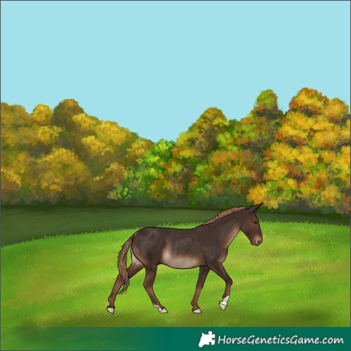 Horse Color:Liver Chestnut Rabicano
