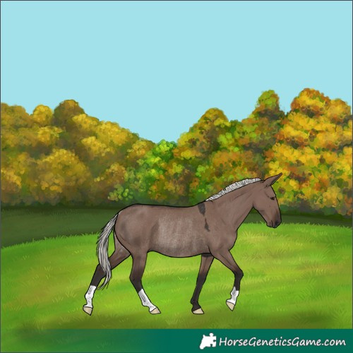 Horse Color:Liver Red Dun Mushroom Rabicano 