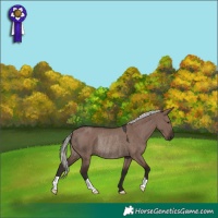Horse Color:Liver Red Dun Mushroom Rabicano 