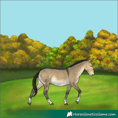 Horse Color:Buckskin Dun Mushroom 